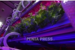 pentapress