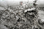 pentapress